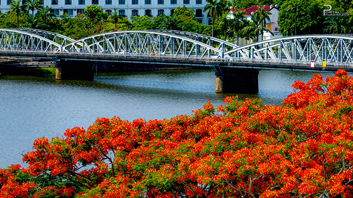 Poinciana tree by Truong Tien bridge