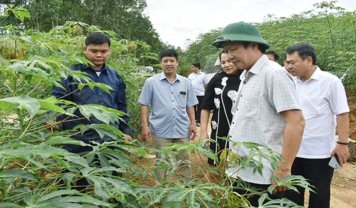 Bí thư Tỉnh uỷ Lê Trường Lưu thăm mô hình trồng sắn xen quế của anh Trần Văn Đức, xã Thượng Quảng, huyện Nam Đông