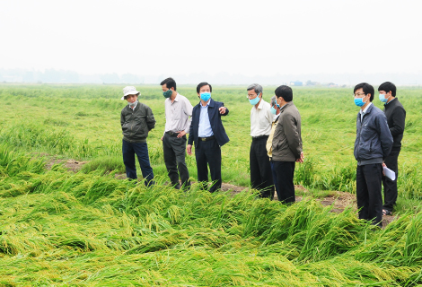 Lãnh đạo tỉnh kiểm tra thiệt hại lúa vụ Đông Xuân tại xã Phú Gia, huyện Phú Vang vào ngày 15/4/2020