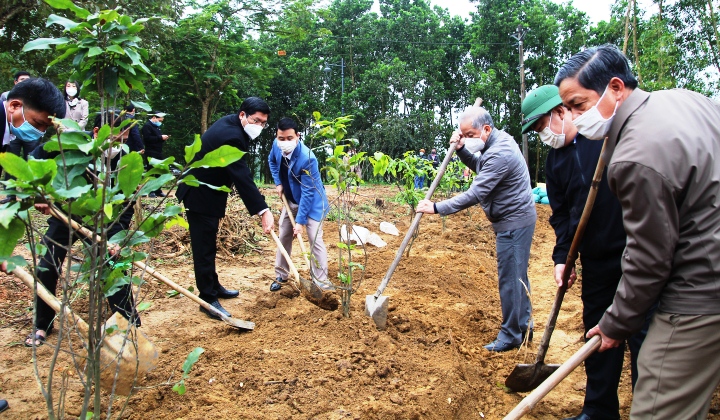 Đồng chí Phan Ngọc Thọ, Phó Bí thư Thường trực Tỉnh ủy trồng mai vàng tại làng cổ Phước Tích